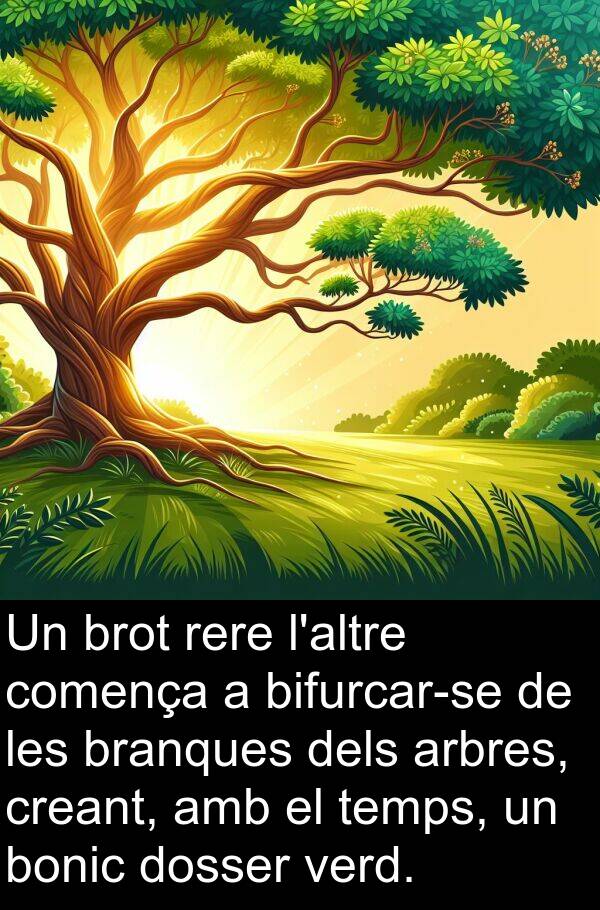 branques: Un brot rere l'altre comença a bifurcar-se de les branques dels arbres, creant, amb el temps, un bonic dosser verd.