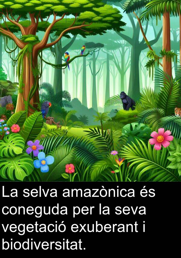 biodiversitat: La selva amazònica és coneguda per la seva vegetació exuberant i biodiversitat.