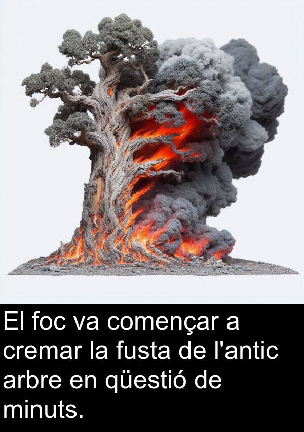 qüestió: El foc va començar a cremar la fusta de l'antic arbre en qüestió de minuts.