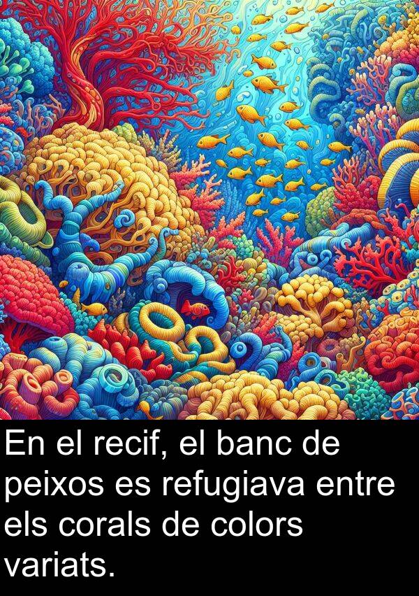 banc: En el recif, el banc de peixos es refugiava entre els corals de colors variats.