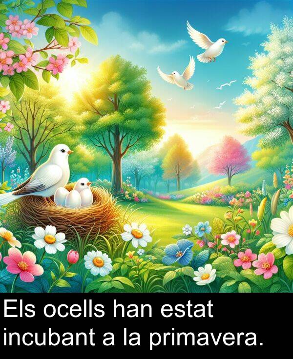 ocells: Els ocells han estat incubant a la primavera.