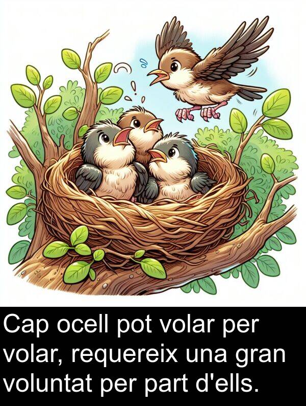 ocell: Cap ocell pot volar per volar, requereix una gran voluntat per part d'ells.