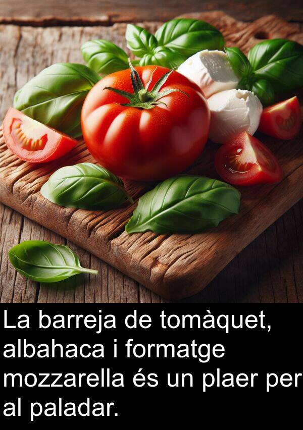 barreja: La barreja de tomàquet, albahaca i formatge mozzarella és un plaer per al paladar.