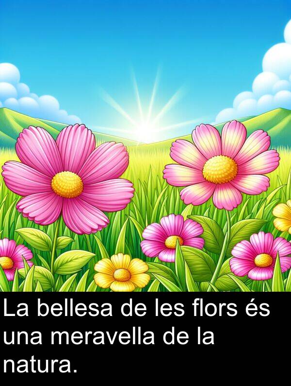 bellesa: La bellesa de les flors és una meravella de la natura.