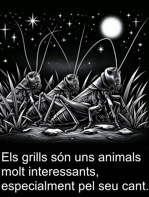 uns: Els grills són uns animals molt interessants, especialment pel seu cant.