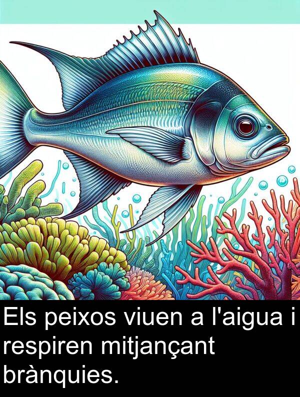 peixos: Els peixos viuen a l'aigua i respiren mitjançant brànquies.