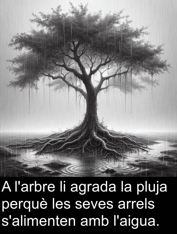 agrada: A l'arbre li agrada la pluja perquè les seves arrels s'alimenten amb l'aigua.