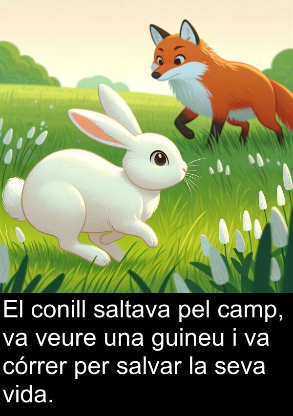 camp: El conill saltava pel camp, va veure una guineu i va córrer per salvar la seva vida.