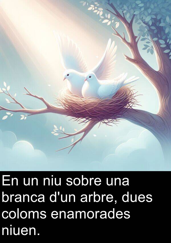 branca: En un niu sobre una branca d'un arbre, dues coloms enamorades niuen.