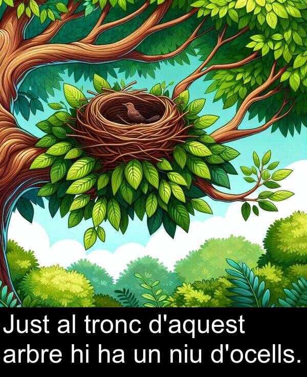 niu: Just al tronc d'aquest arbre hi ha un niu d'ocells.