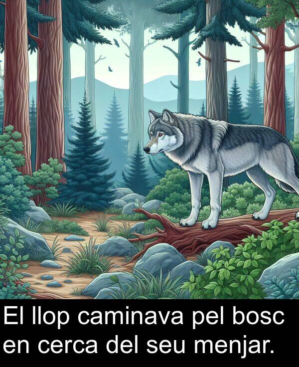 pel: El llop caminava pel bosc en cerca del seu menjar.