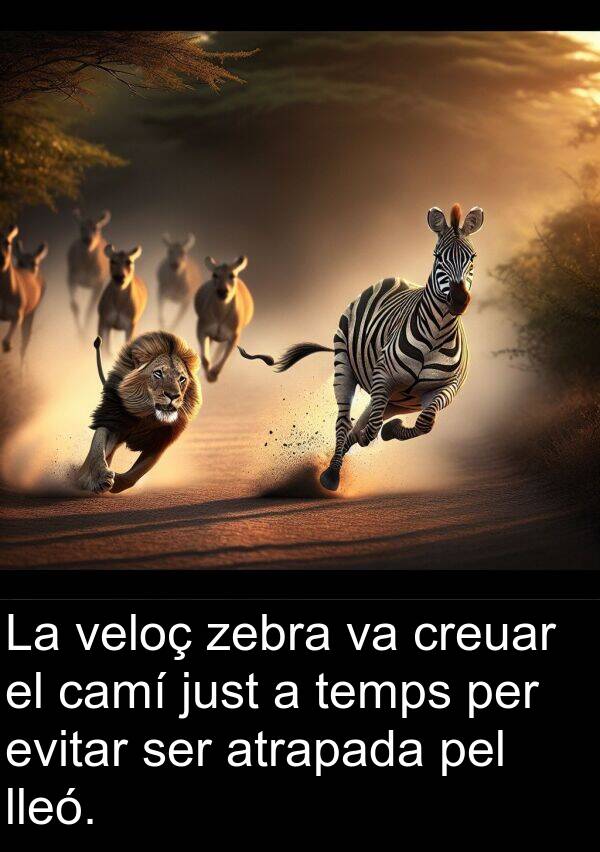 camí: La veloç zebra va creuar el camí just a temps per evitar ser atrapada pel lleó.