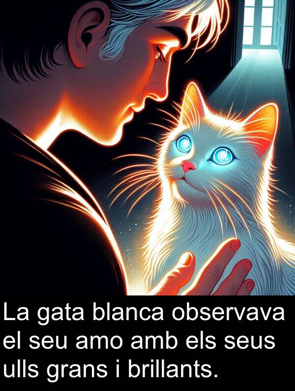 ulls: La gata blanca observava el seu amo amb els seus ulls grans i brillants.