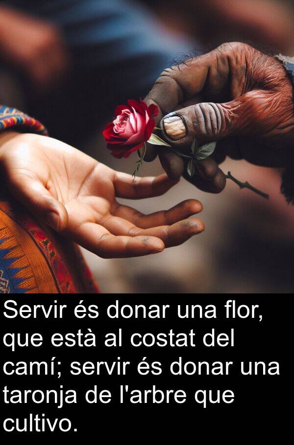 camí: Servir és donar una flor, que està al costat del camí; servir és donar una taronja de l'arbre que cultivo.