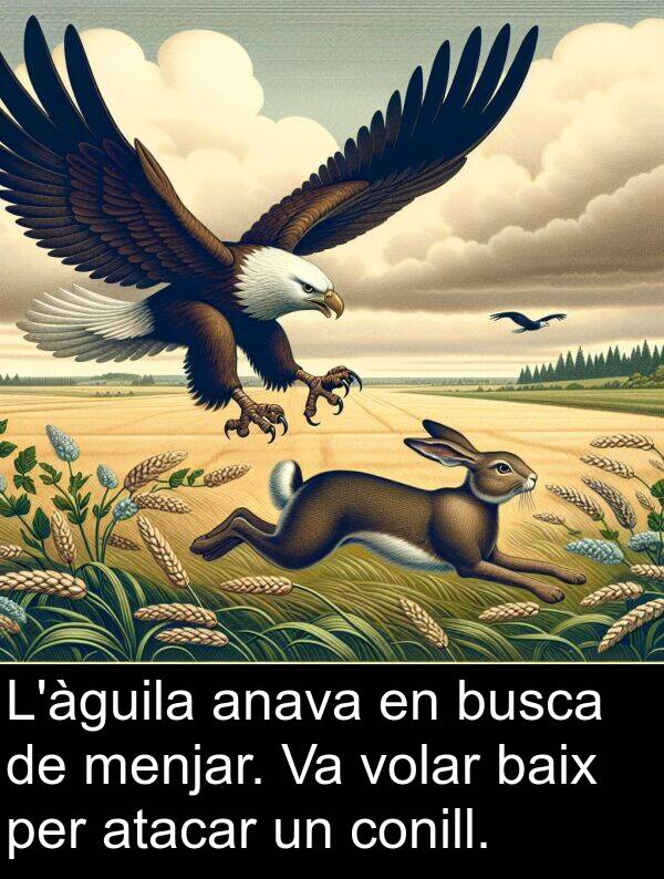 baix: L'àguila anava en busca de menjar. Va volar baix per atacar un conill.