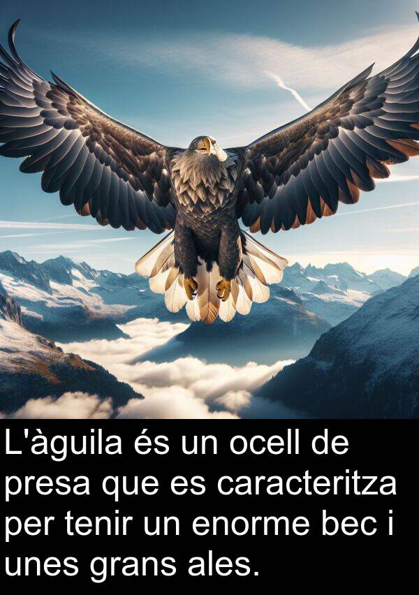 caracteritza: L'àguila és un ocell de presa que es caracteritza per tenir un enorme bec i unes grans ales.