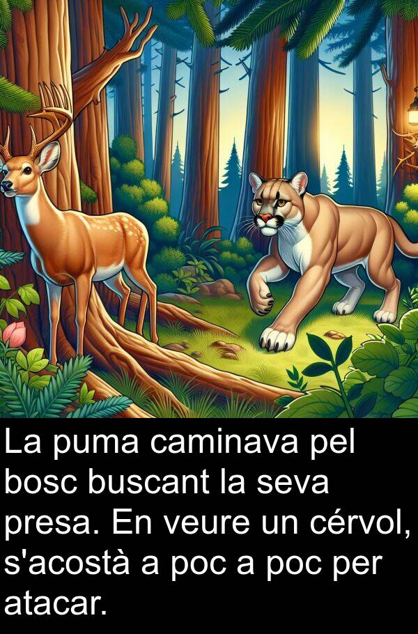 bosc: La puma caminava pel bosc buscant la seva presa. En veure un cérvol, s'acostà a poc a poc per atacar.