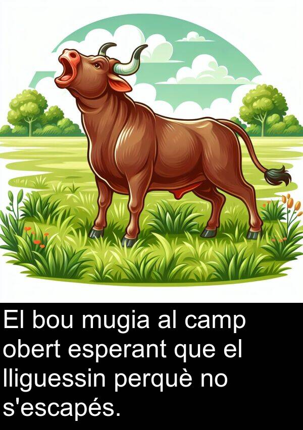 obert: El bou mugia al camp obert esperant que el lliguessin perquè no s'escapés.