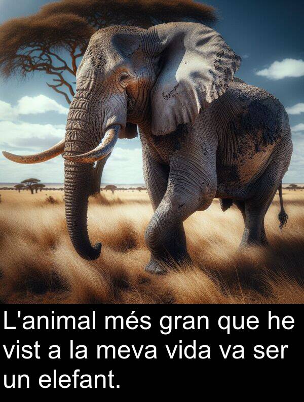 elefant: L'animal més gran que he vist a la meva vida va ser un elefant.