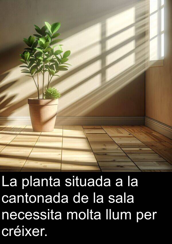 cantonada: La planta situada a la cantonada de la sala necessita molta llum per créixer.