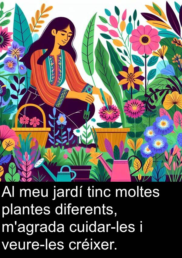 plantes: Al meu jardí tinc moltes plantes diferents, m'agrada cuidar-les i veure-les créixer.