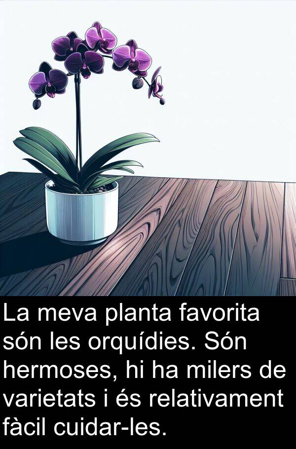 orquídies: La meva planta favorita són les orquídies. Són hermoses, hi ha milers de varietats i és relativament fàcil cuidar-les.