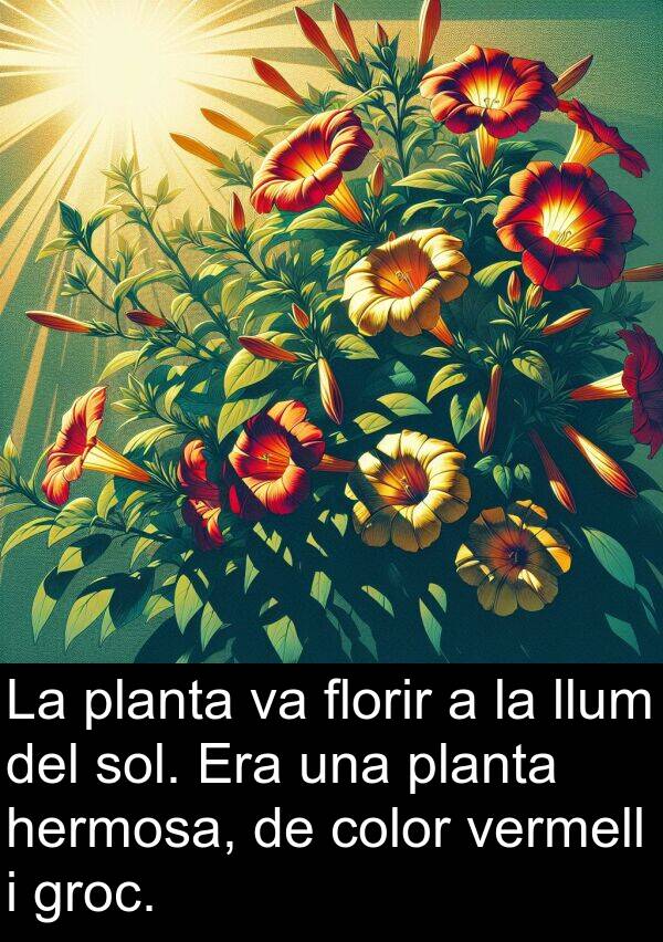 llum: La planta va florir a la llum del sol. Era una planta hermosa, de color vermell i groc.