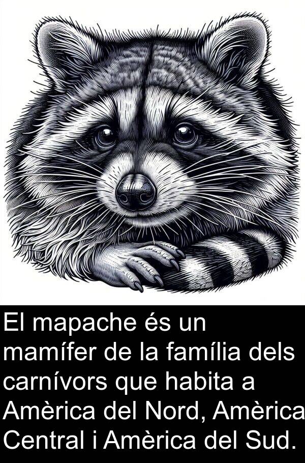 carnívors: El mapache és un mamífer de la família dels carnívors que habita a Amèrica del Nord, Amèrica Central i Amèrica del Sud.