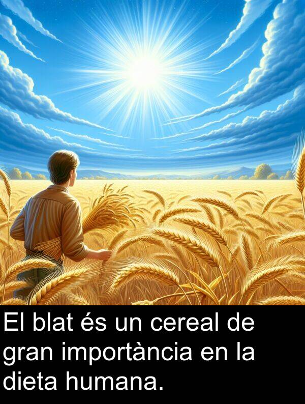 blat: El blat és un cereal de gran importància en la dieta humana.