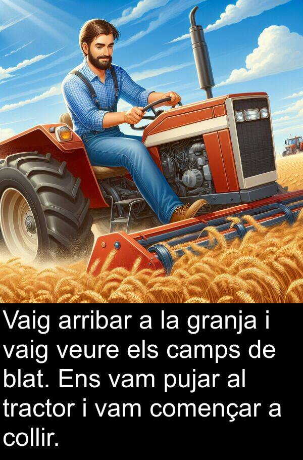 camps: Vaig arribar a la granja i vaig veure els camps de blat. Ens vam pujar al tractor i vam començar a collir.