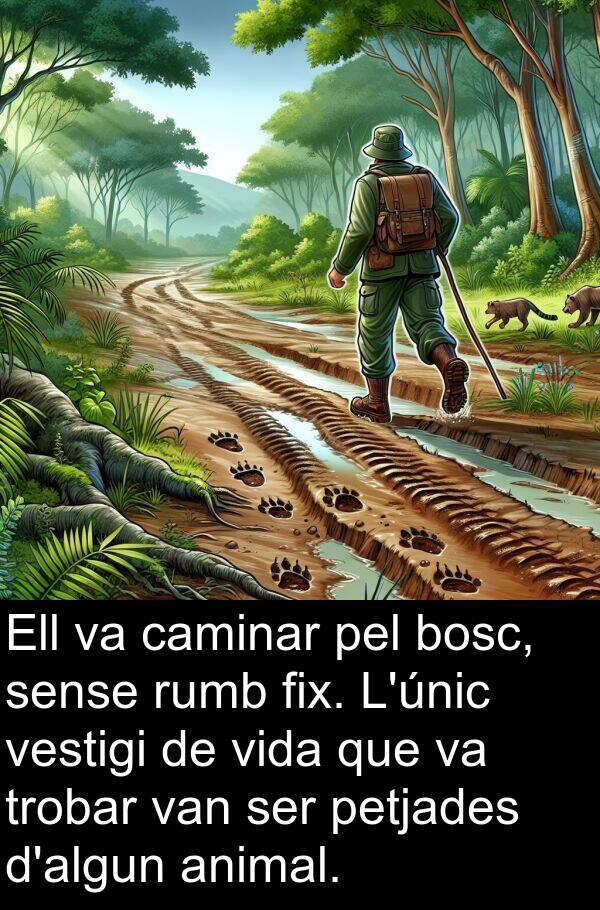 bosc: Ell va caminar pel bosc, sense rumb fix. L'únic vestigi de vida que va trobar van ser petjades d'algun animal.