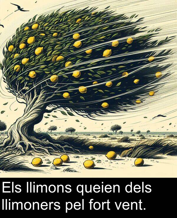 llimoners: Els llimons queien dels llimoners pel fort vent.