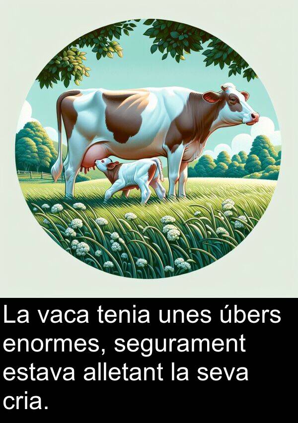 úbers: La vaca tenia unes úbers enormes, segurament estava alletant la seva cria.