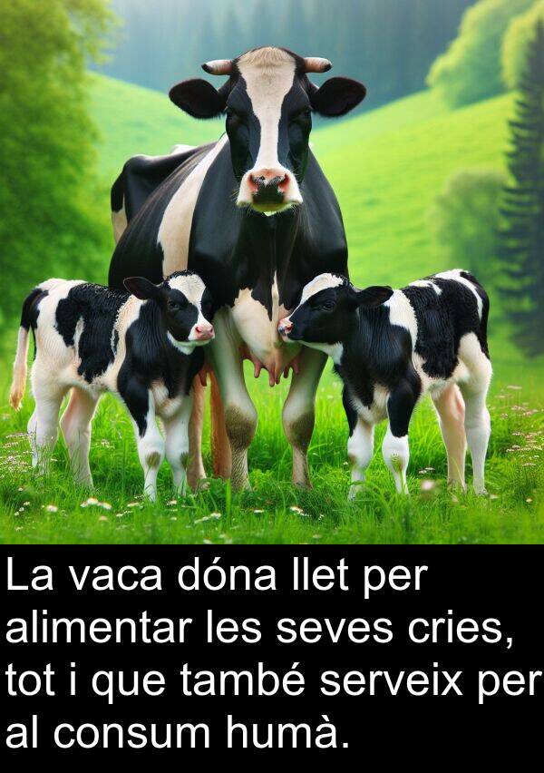 llet: La vaca dóna llet per alimentar les seves cries, tot i que també serveix per al consum humà.