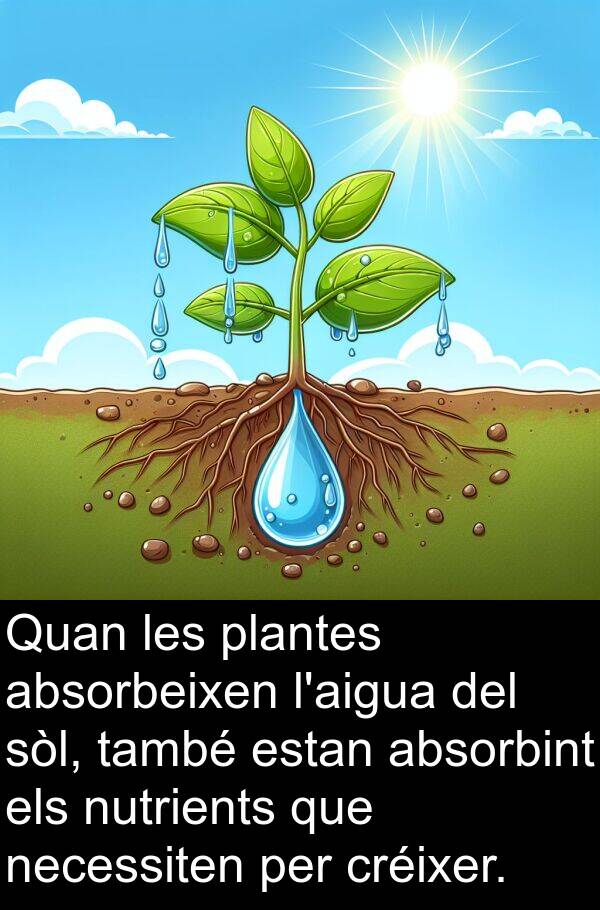 absorbint: Quan les plantes absorbeixen l'aigua del sòl, també estan absorbint els nutrients que necessiten per créixer.