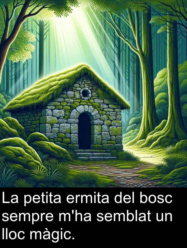 bosc: La petita ermita del bosc sempre m'ha semblat un lloc màgic.