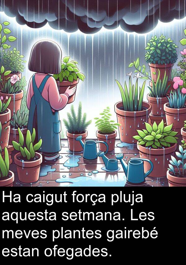 caigut: Ha caigut força pluja aquesta setmana. Les meves plantes gairebé estan ofegades.