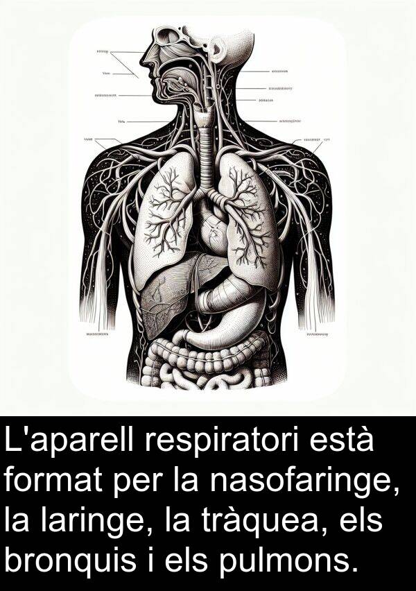 bronquis: L'aparell respiratori està format per la nasofaringe, la laringe, la tràquea, els bronquis i els pulmons.