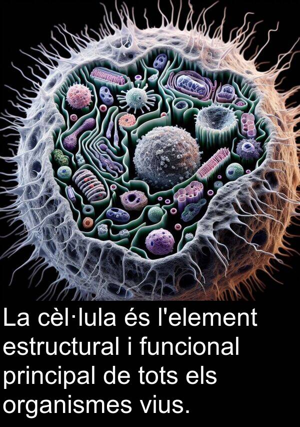 organismes: La cèl·lula és l'element estructural i funcional principal de tots els organismes vius.