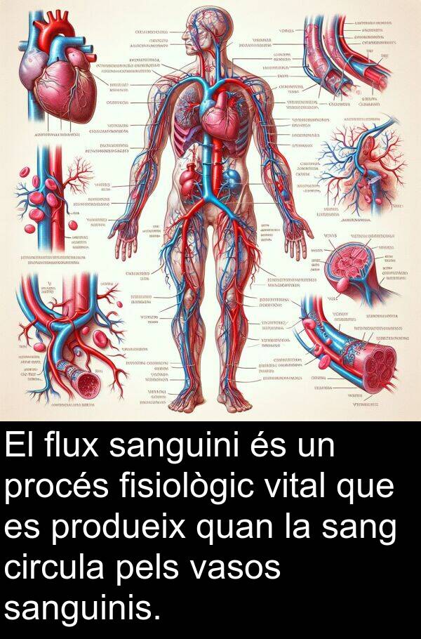 pels: El flux sanguini és un procés fisiològic vital que es produeix quan la sang circula pels vasos sanguinis.