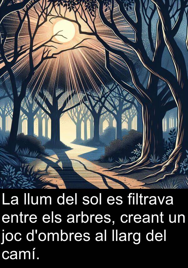 llum: La llum del sol es filtrava entre els arbres, creant un joc d'ombres al llarg del camí.