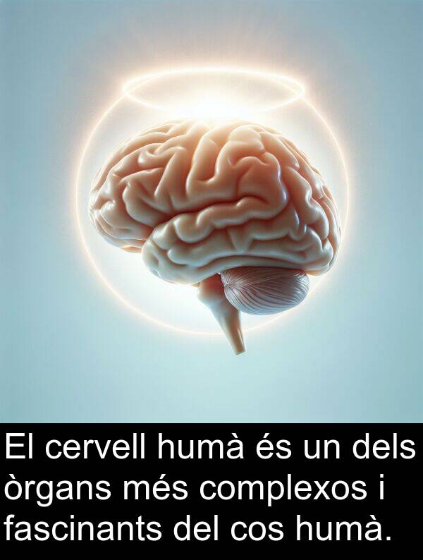 òrgans: El cervell humà és un dels òrgans més complexos i fascinants del cos humà.