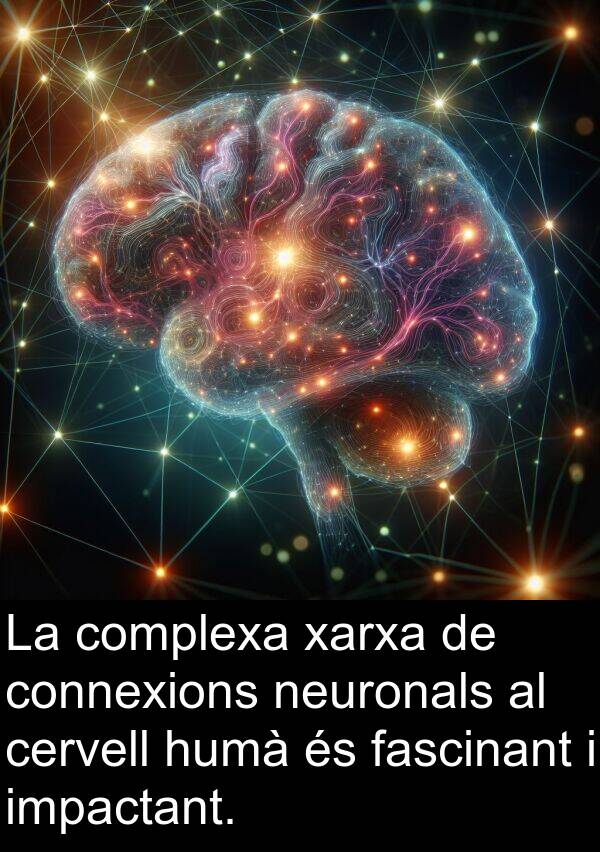 impactant: La complexa xarxa de connexions neuronals al cervell humà és fascinant i impactant.