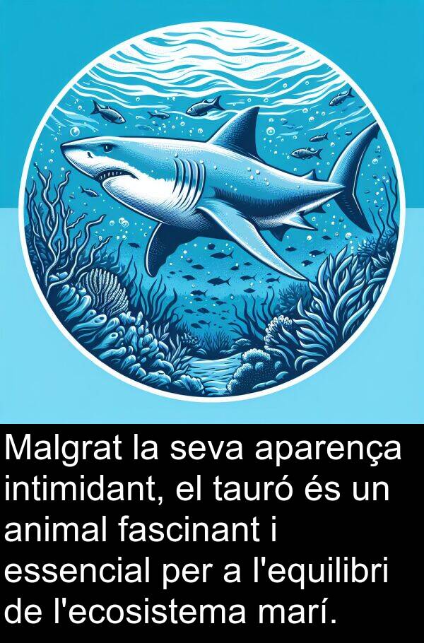 fascinant: Malgrat la seva aparença intimidant, el tauró és un animal fascinant i essencial per a l'equilibri de l'ecosistema marí.