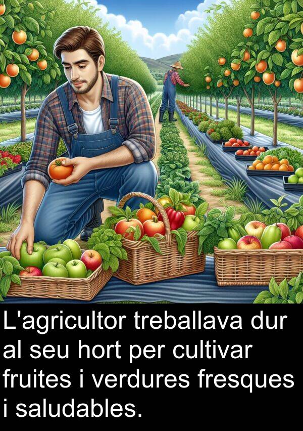 hort: L'agricultor treballava dur al seu hort per cultivar fruites i verdures fresques i saludables.