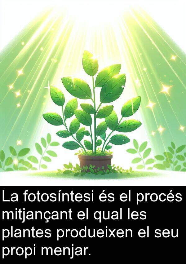 fotosíntesi: La fotosíntesi és el procés mitjançant el qual les plantes produeixen el seu propi menjar.