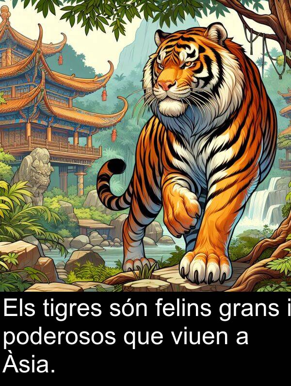 viuen: Els tigres són felins grans i poderosos que viuen a Àsia.