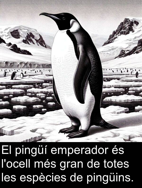 emperador: El pingüí emperador és l'ocell més gran de totes les espècies de pingüins.