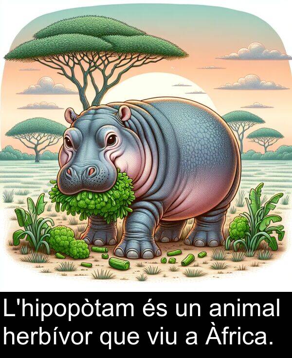 herbívor: L'hipopòtam és un animal herbívor que viu a Àfrica.