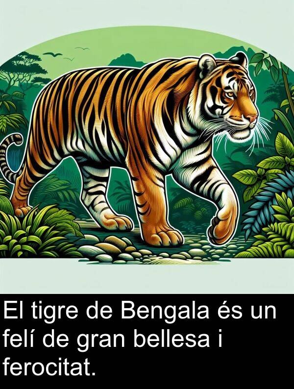 bellesa: El tigre de Bengala és un felí de gran bellesa i ferocitat.